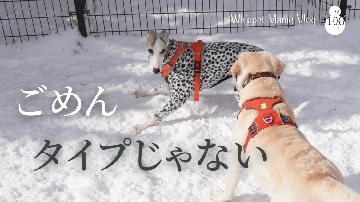 大型犬に猛アタックされるも俊足ウィペットはスキップでかわす　＃106
