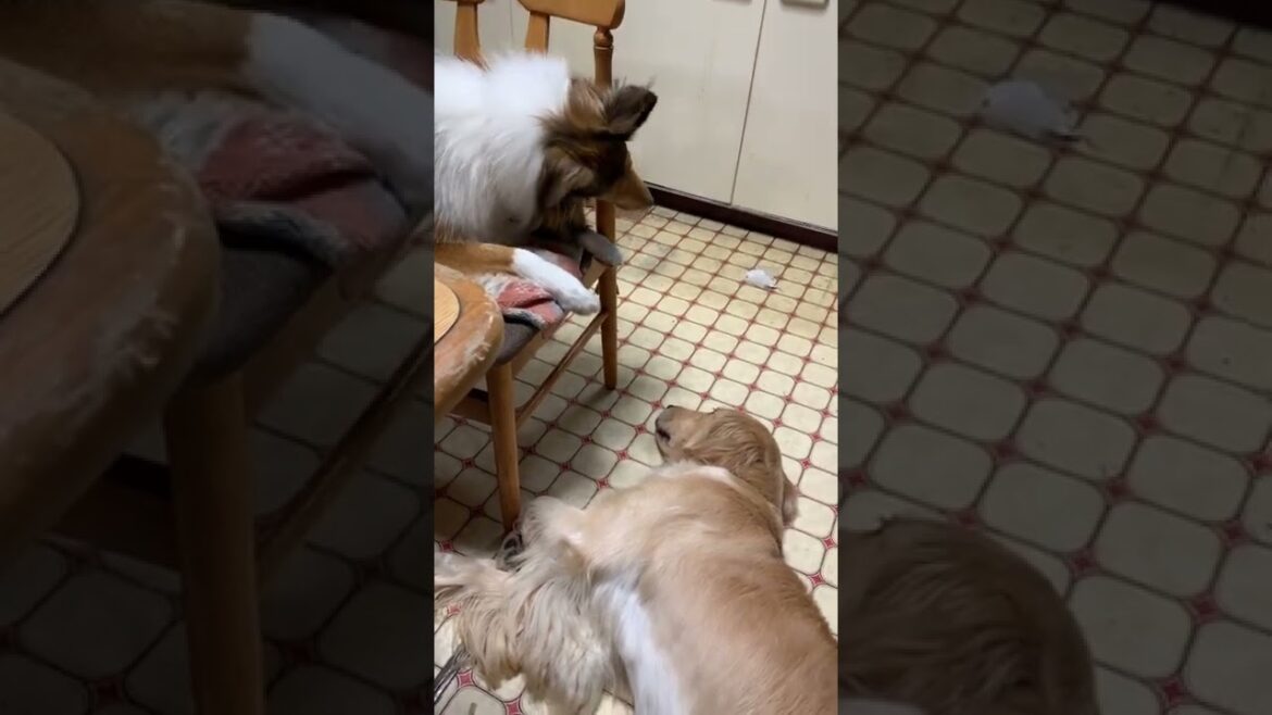 家のイスを壊そうとするラフコリーのライナ