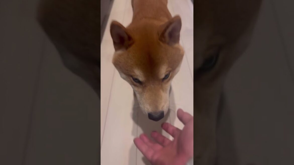 仕方なくご主人と遊んでやる柴犬