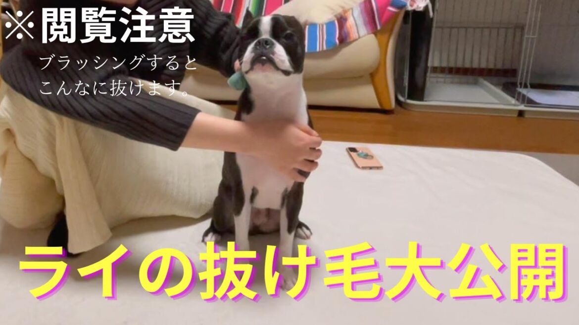 ボストンテリアの抜け毛の実態大公開!換毛期じゃなくてもこのくらい抜けます。 ボストンテリアの抜け毛の実態大公開!換毛期じゃなくてもこのくらい抜けます。