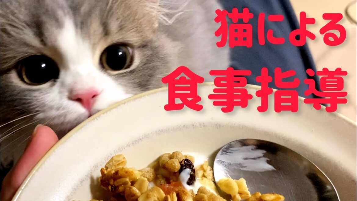 【子猫】飼い主の夜食を見逃さない猫がこちら【スコティッシュフォールド】【生後4ヶ月】