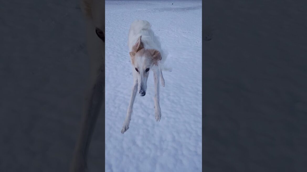 ボルゾイ ママに呼ばれて一目散🐕💨💨🎵 ボルゾイ ママに呼ばれて一目散🐕💨💨🎵