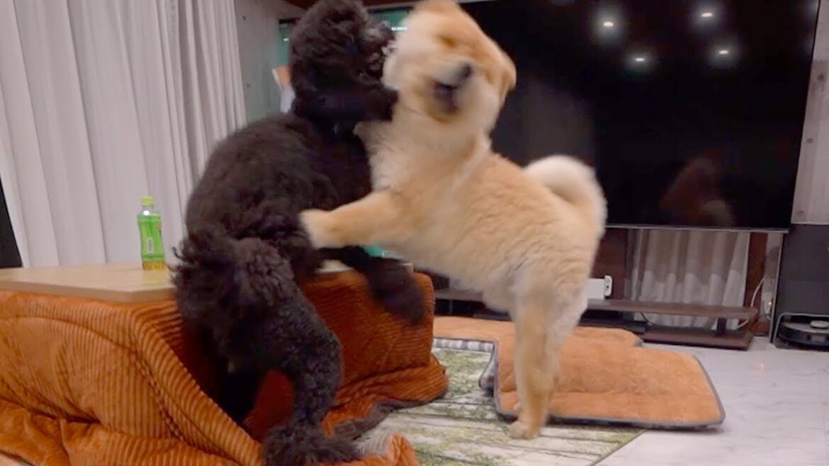 友達犬とのスキンシップがもはや大乱闘なチャウチャウ犬