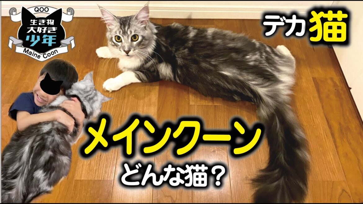 【メインクーン大型猫】大きさ/飼い方/去勢/性格/どんな猫? 【メインクーン大型猫】大きさ/飼い方/去勢/性格/どんな猫?