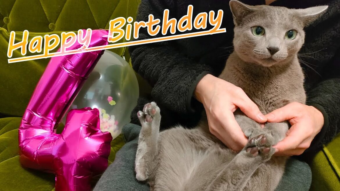 【お誕生日】【ロシアンブルー×トンキニーズ】こてさん祝4歳&2023年もよろしくお願いします(#116) 【お誕生日】【ロシアンブルー×トンキニーズ】こてさん祝4歳&2023年もよろしくお願いします(#116)