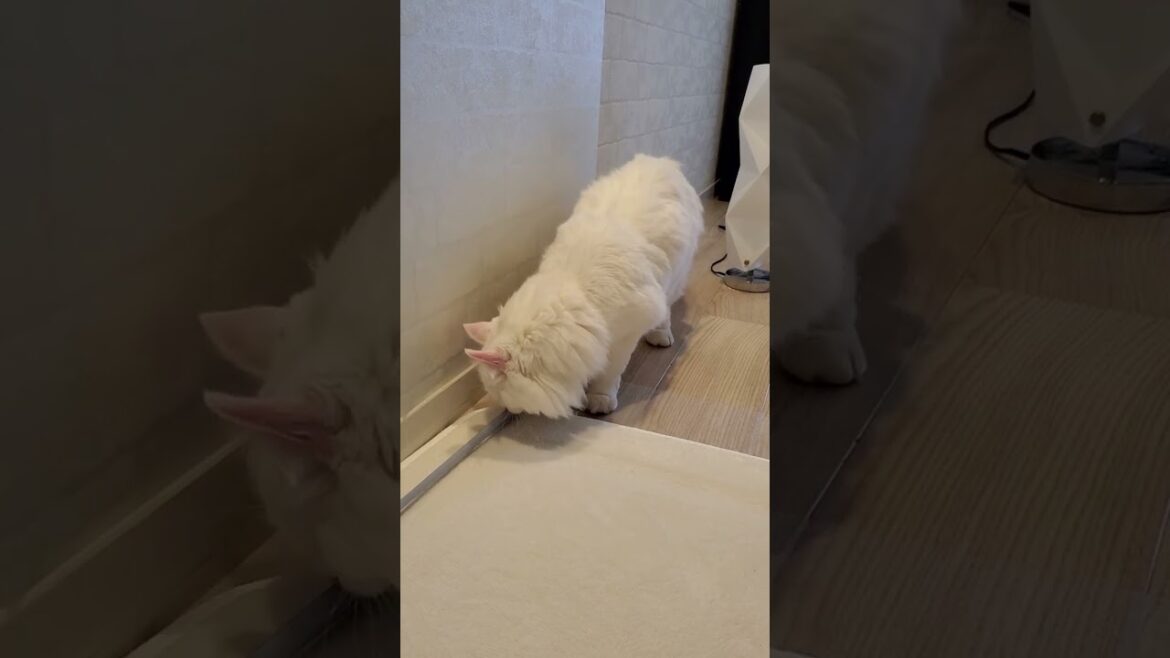 長さを測るお手伝いをする猫 #shorts #アメリカンカール #猫動画