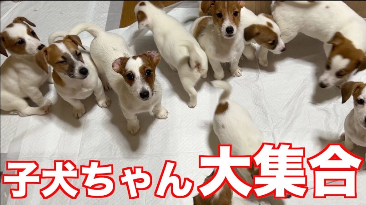 【ジャックラッセルテリア】子犬ちゃん達が大集合！！みんなで集まって大運動会！！動物癒し動画「にくきゅう」