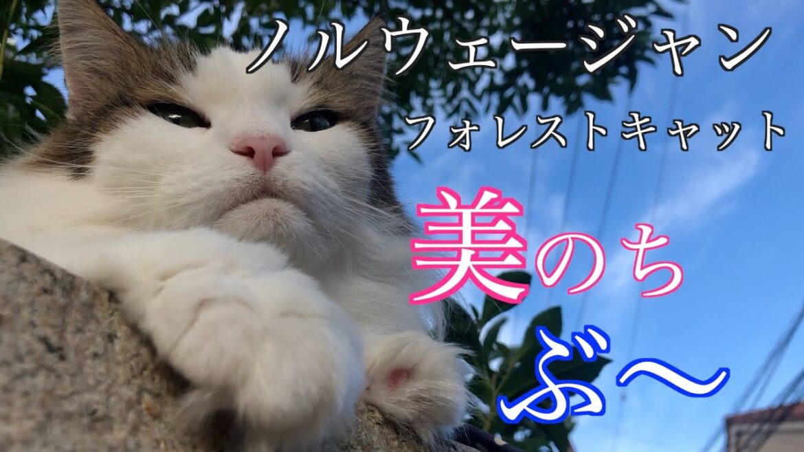 ノルウェージャンフォレストキャットの魅力はこんなお顔も見せてくれる！ノルウェージャンフォレストキャット