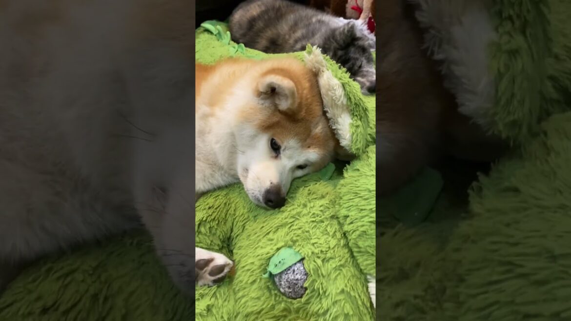 可愛いかっぱちゃんになりきっていた秋田犬こむぎ【Akita-inu】@akita-inu-pata