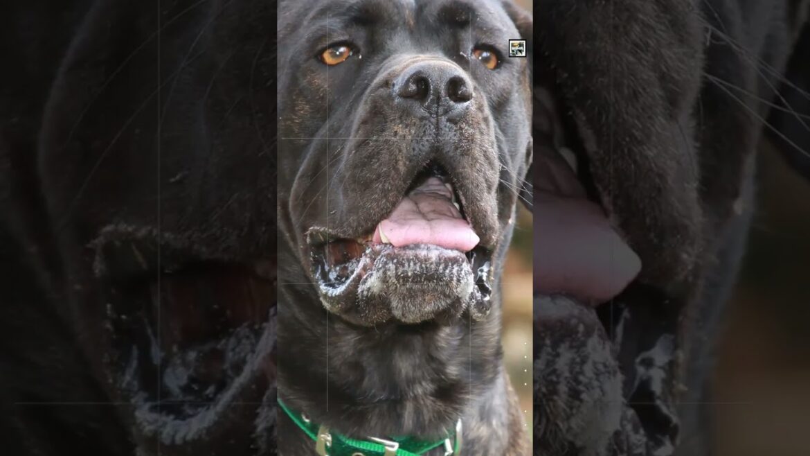Quick Cane Corso Facts - The Guardian of the Courts - Animal a Day C Week #shorts