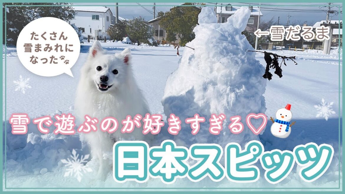 【雪まみれ】雪で遊ぶのが好きすぎる日本スピッツ🐾【お散歩】