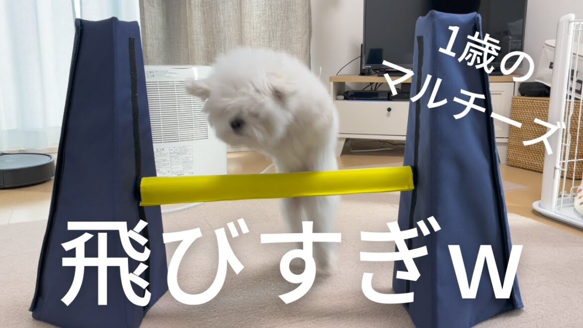 マルチーズまるの特技スゴくないですか？