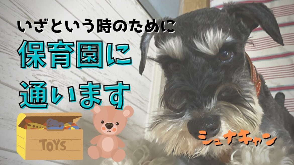 【ミニシュナのジジ】ワンコ保育園に通います　”ジジが落ち着ける第2のお家”