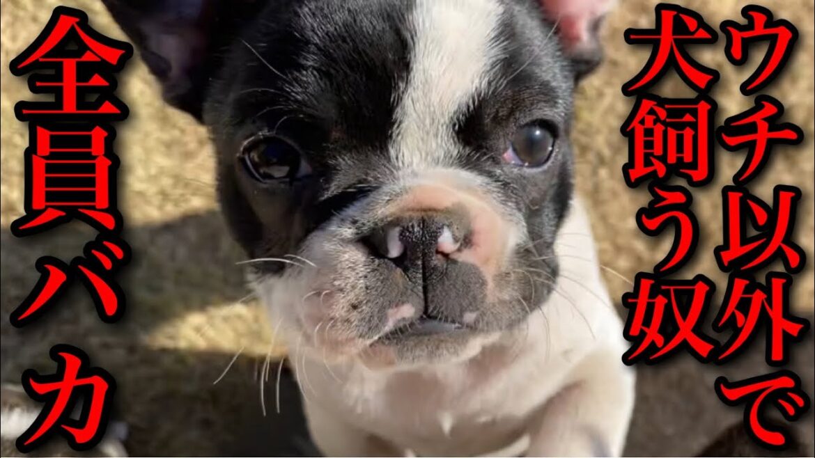 ウチ以外で子犬を買う人は全員バカです。
