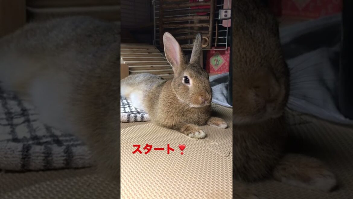 スフィンクスモード🐰🎬📹👍