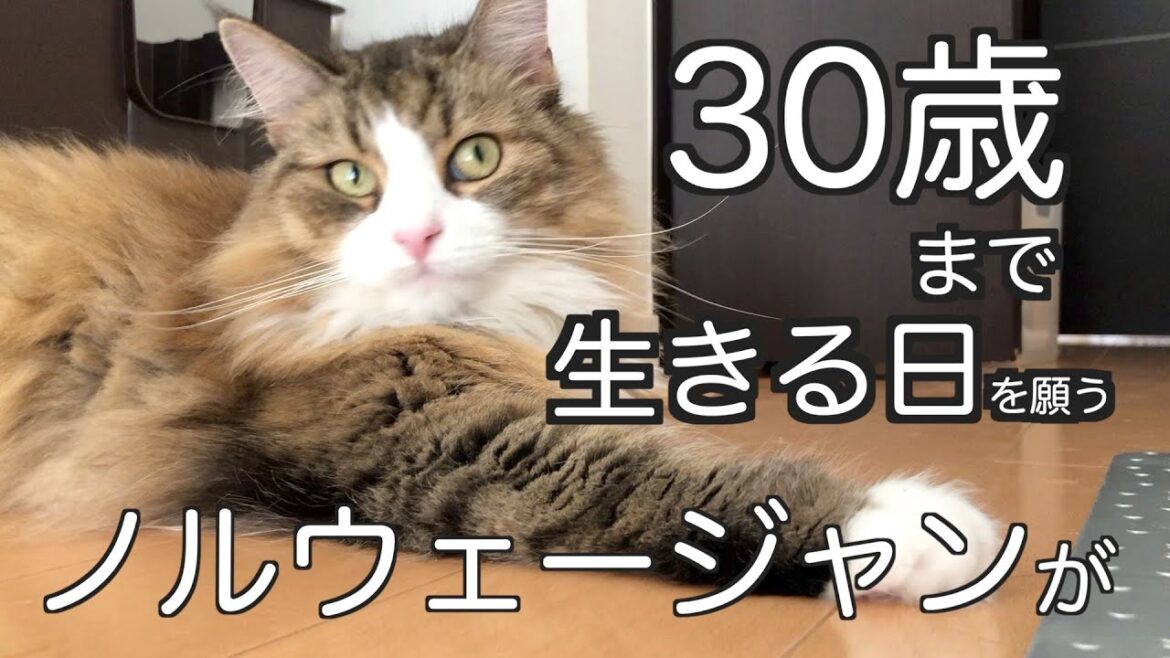 【腎不全】期待！ノルウェージャンフォレストキャットが30歳まで生きる日を願って。