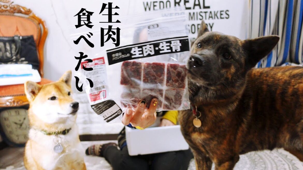 生肉食べたい甲斐犬VS生肉紹介したい主‼【甲斐犬・柴犬】@wantanosuke