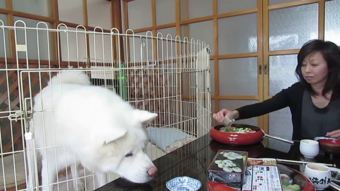 【秋田犬げんき】さすがにお姉さんはお婆さんより素早い【akita dog】