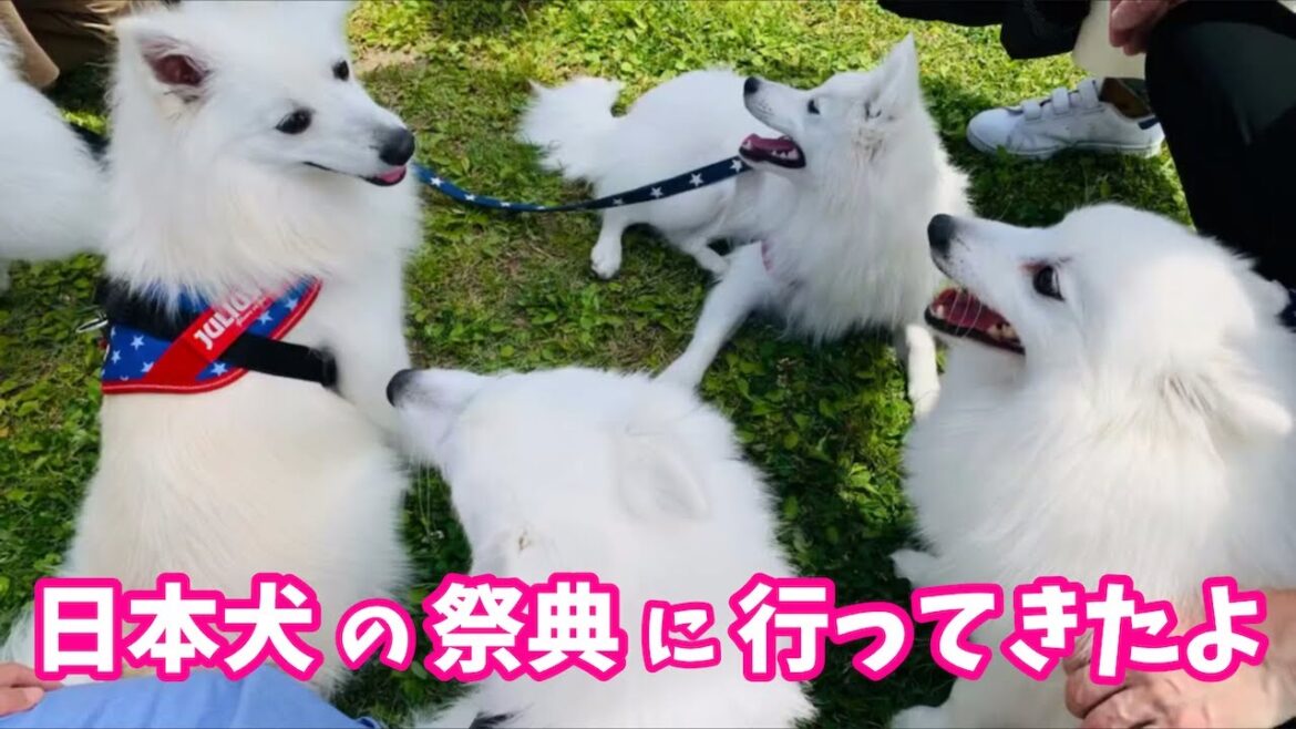 日本犬の祭典「ZIPANG2019」に日本スピッツちぃ。も初参加！ / Japanese Dogs Festa "ZIPANG2019"