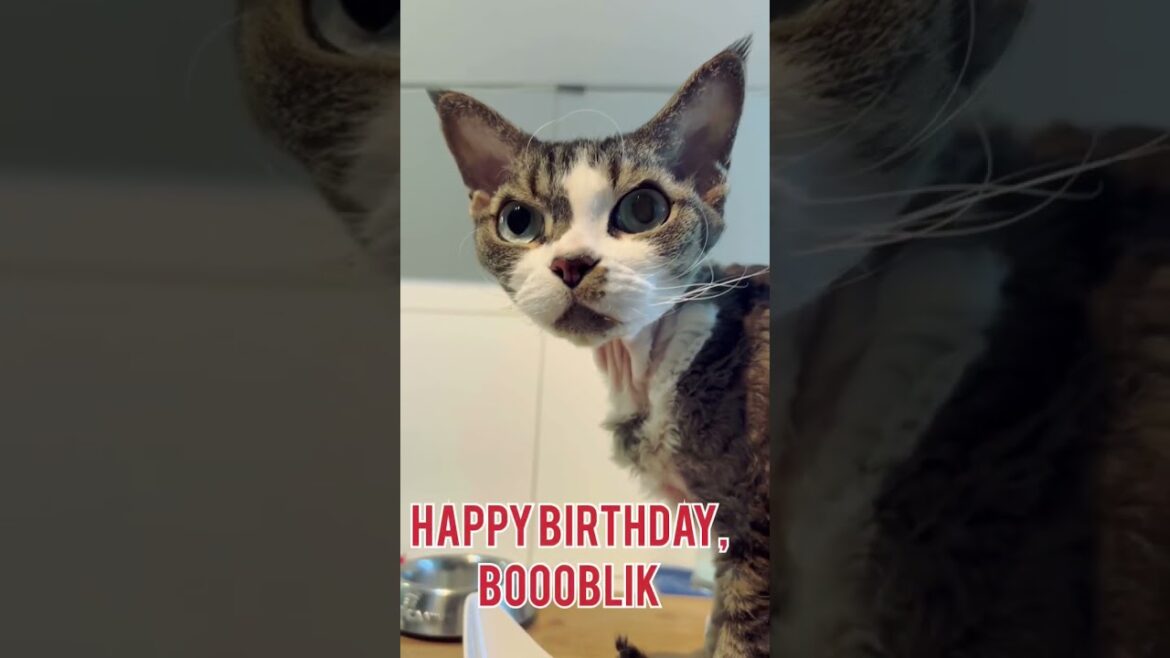 Happy Birthday Denon Rex cat