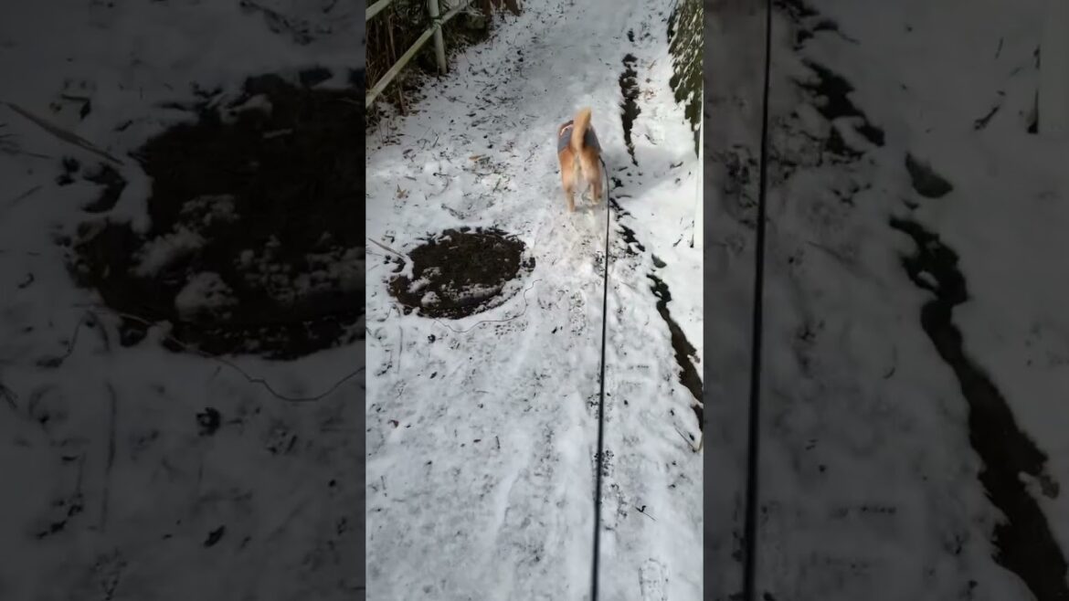 柴犬ヒメちゃんのタイムトライアル