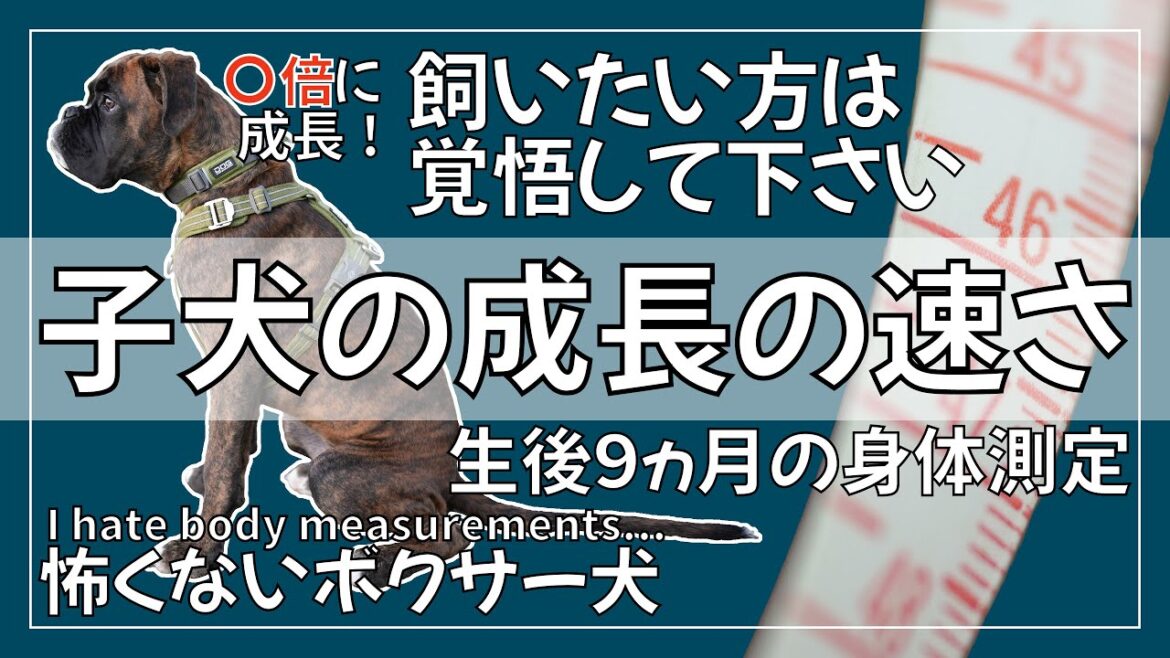 【驚きの成長!】生後9ヵ月になったので身体測定をしてみました【嫌がる顔も可愛い】