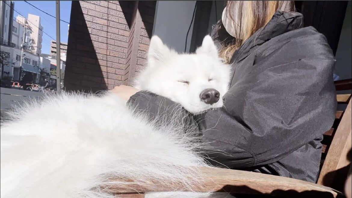 ひなたぼっこが気持ちよくて子供みたいにママの腕の中で寝てしまう犬【サモエド】
