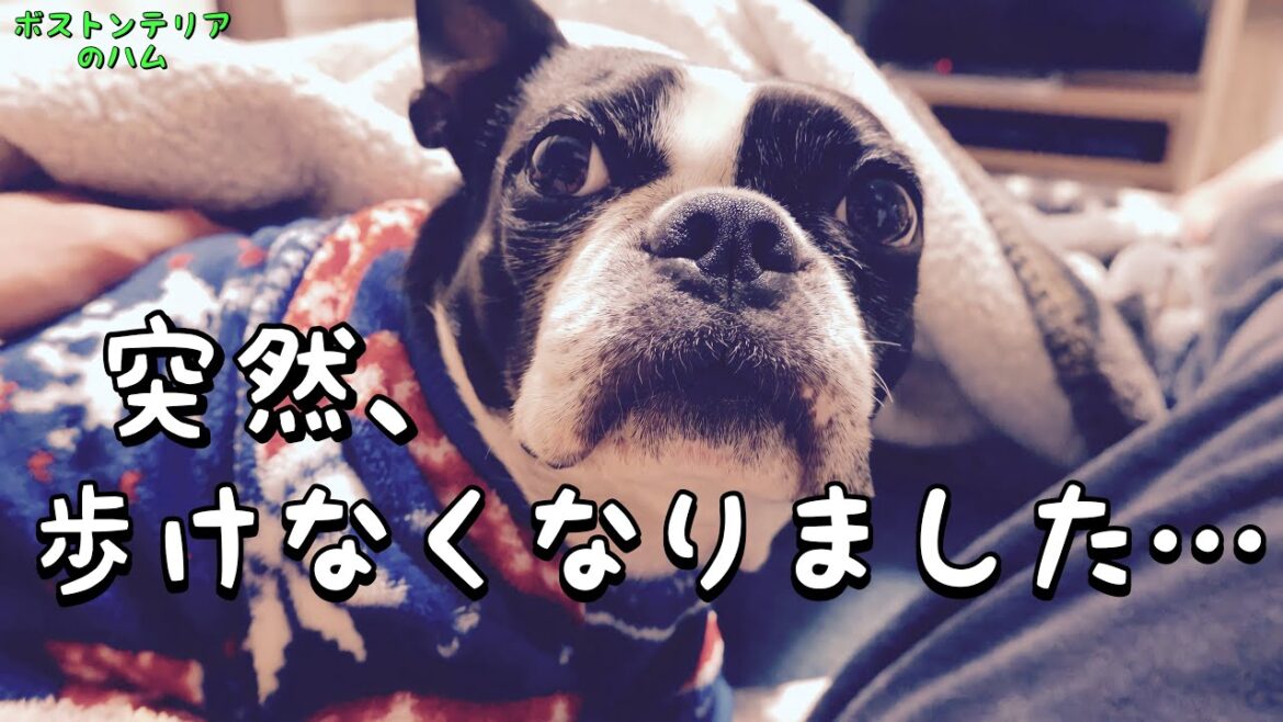 突然、愛犬が歩けないし立てなくなりました。 突然、愛犬が歩けないし立てなくなりました。