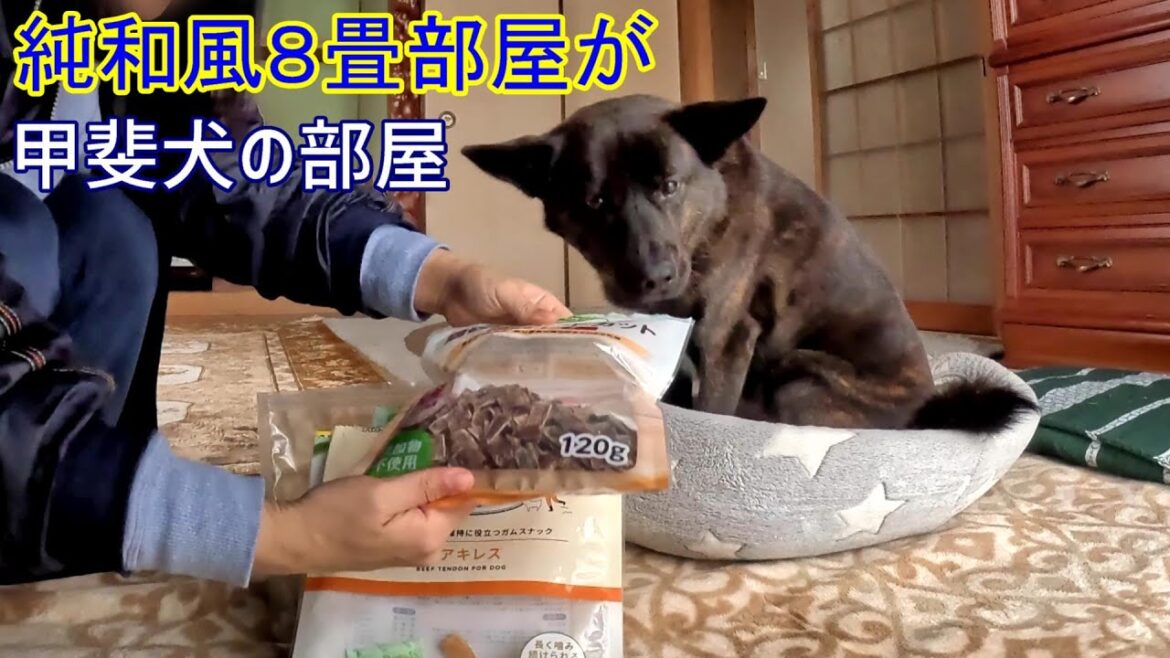 床の間付き純和風８畳の犬部屋-　甲斐犬いち