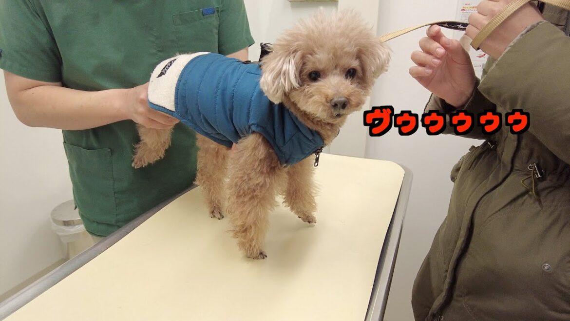 ケンケン歩きが増えたので病院で診てもらたっらガチ威嚇してしまいました…