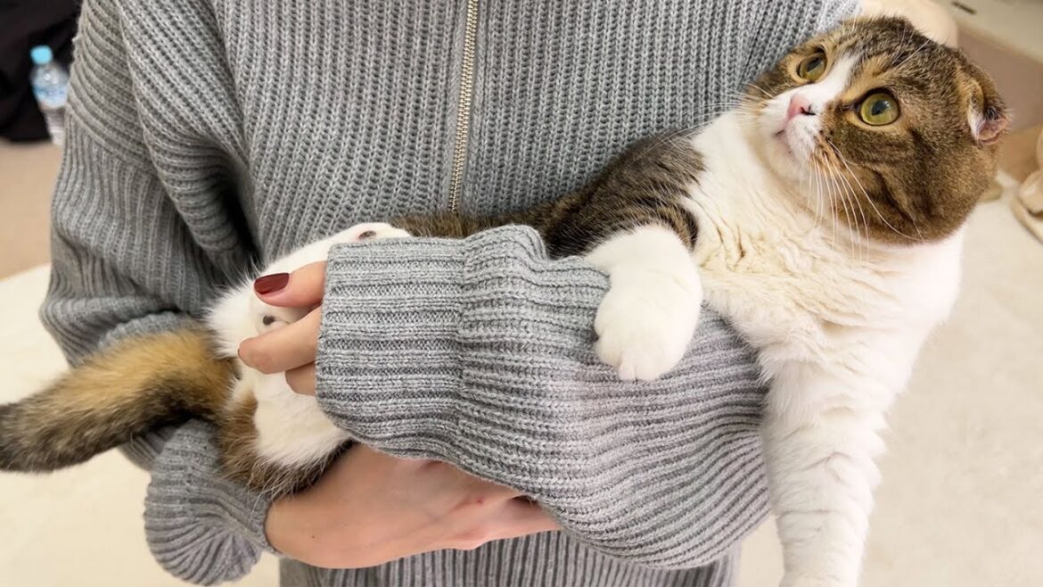 美女たちが遊びに来たらオス猫たちがとんでもないことになりました…w 美女たちが遊びに来たらオス猫たちがとんでもないことになりました…w