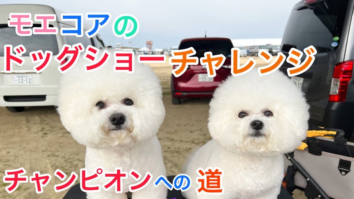 感動のはずがアクシデントのため感動なしに🥲ビションフリーゼ姉弟モエコアのドッグチャレンジ