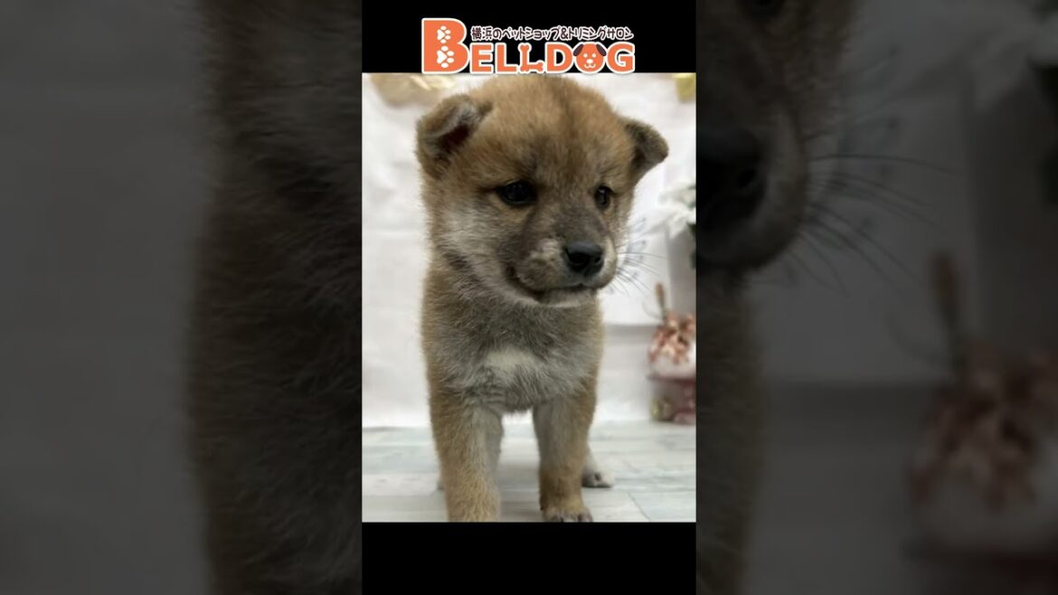 かわいい犬紹介 柴犬 トイプードル【横浜ペットショップ ベルドック】#shorts #犬のいる暮らし