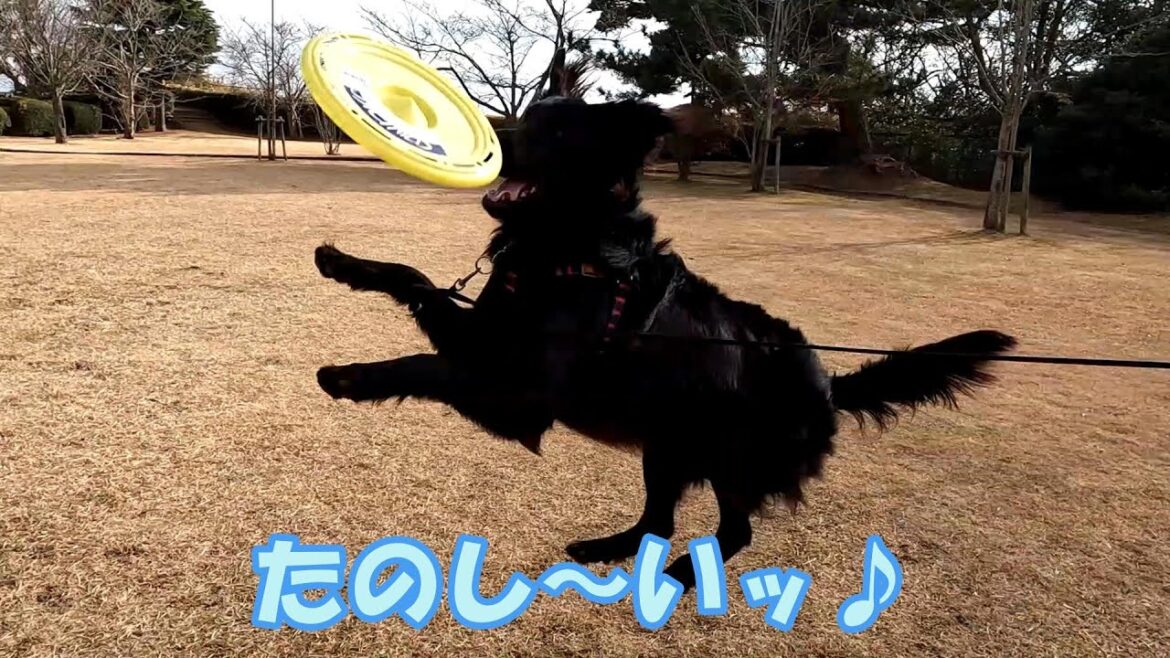 愛犬よりはしゃぐ中年…【公園散歩♪】#フラットコーテッドレトリバー#大型犬#公園散歩