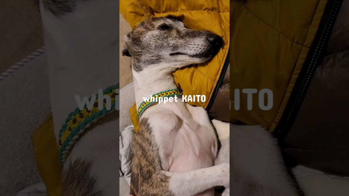 悶絶おじさんイッヌ。ウィペットのカイトちゃん。ねむイッヌ。 The Supreme of Whippet Dog KAITO.