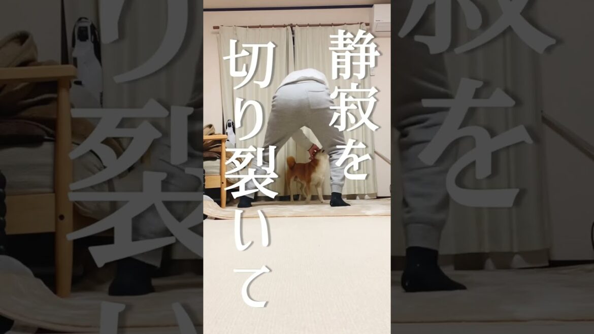 柴犬こむぎとバケモノの子【あるじのステップ】