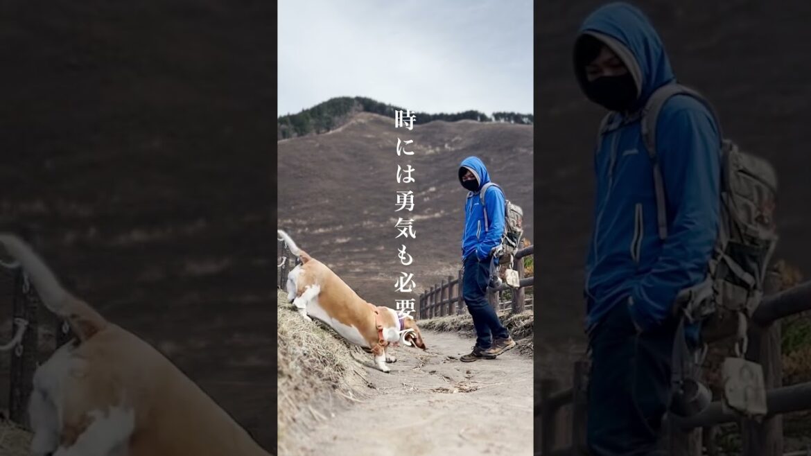 わんこと散歩【曽爾高原】#shorts #犬 #バセットハウンド #bassethound #キャンプ #曽爾高原