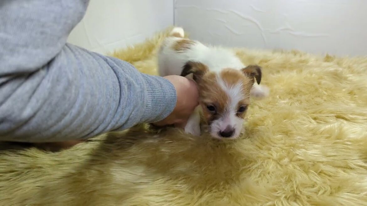 ジャックラッセルテリア子犬（オス２くん）生後50日頃