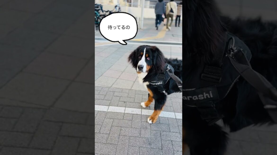 飼い主が戻ってくるのを待っているバーニーズマウンテンドッグ