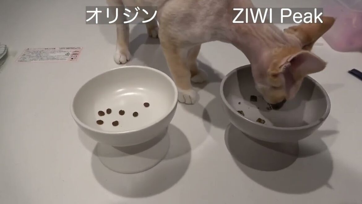 成猫フード切り替え時期に高いフードを選んだデボン猫です。