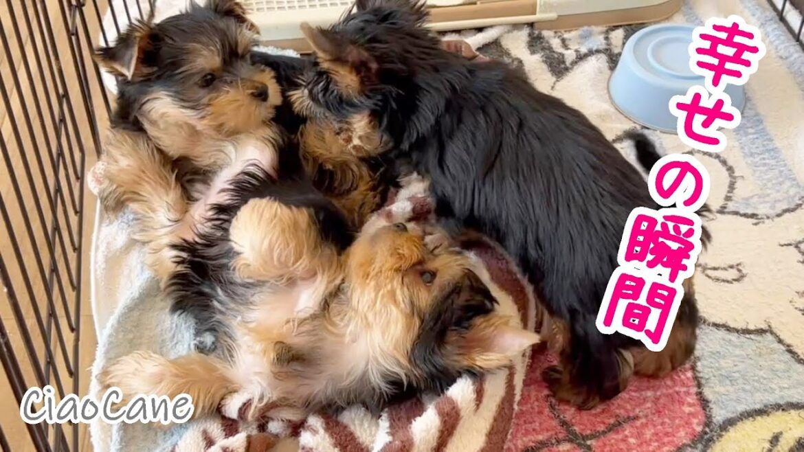 子犬のお昼寝ってなんでこんなに幸せな気持ちになるんだろう♪【ヨークシャーテリア専門犬舎チャオカーネ】