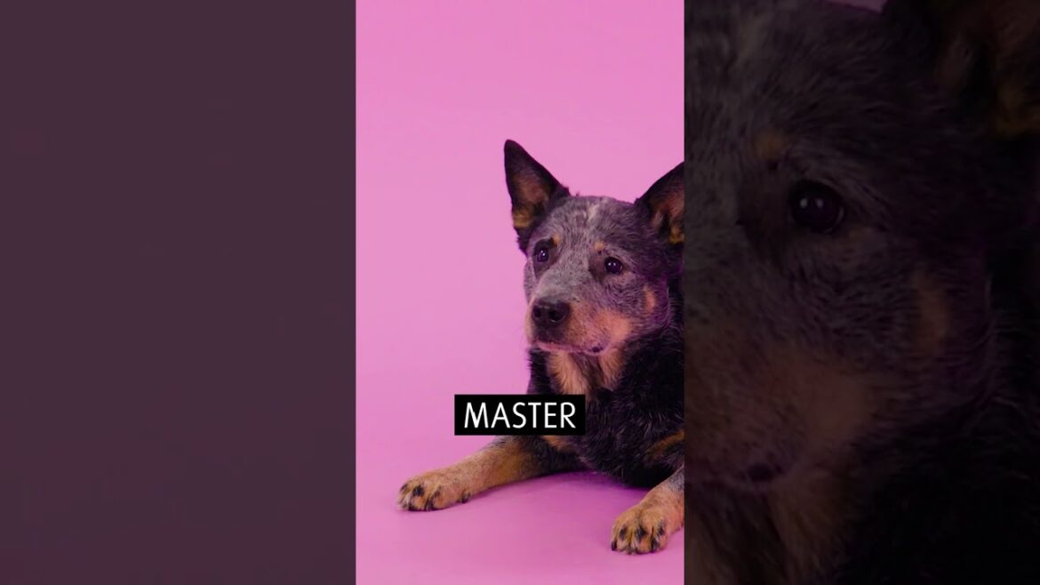 Australian Cattle Dog