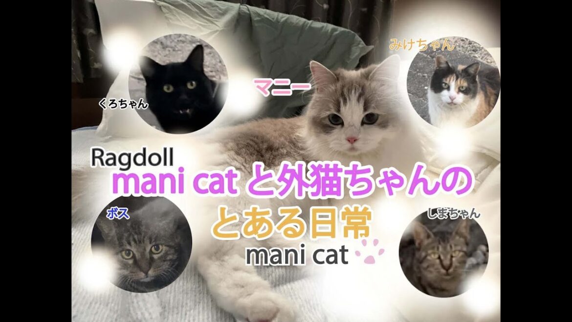 ラグドールマニーと外猫ちゃんのとある日常#ragdoll #外猫#野良猫