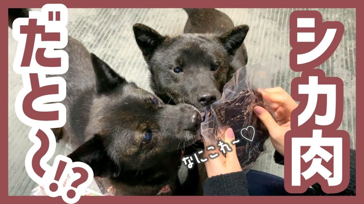 【甲斐犬】はじめてのエゾ鹿肉ジャーキーに大喜びではしゃぐカナコとツムギが可愛すぎる〜! 【甲斐犬】はじめてのエゾ鹿肉ジャーキーに大喜びではしゃぐカナコとツムギが可愛すぎる〜!