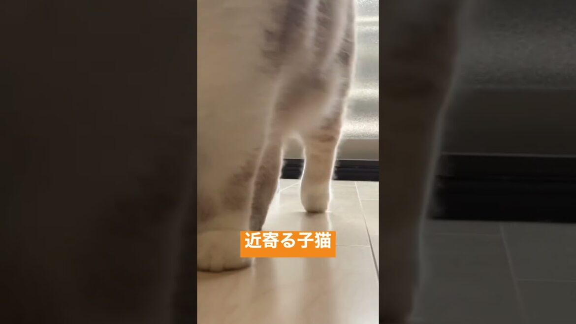 [スコティッシュフォールド]近寄る子猫 #ねこのいる生活 #スコティッシュフォールド #猫好きさんと繋がりたい #子猫 #scottishfold #cat #catvideos #猫 #cats