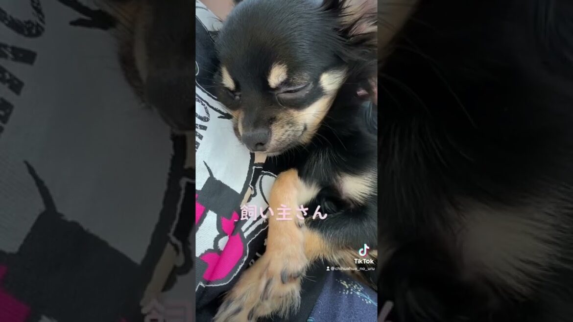 かわいい犬|ロングコートチワワのウルくん【飼い主さんシリーズ～眠い犬～】