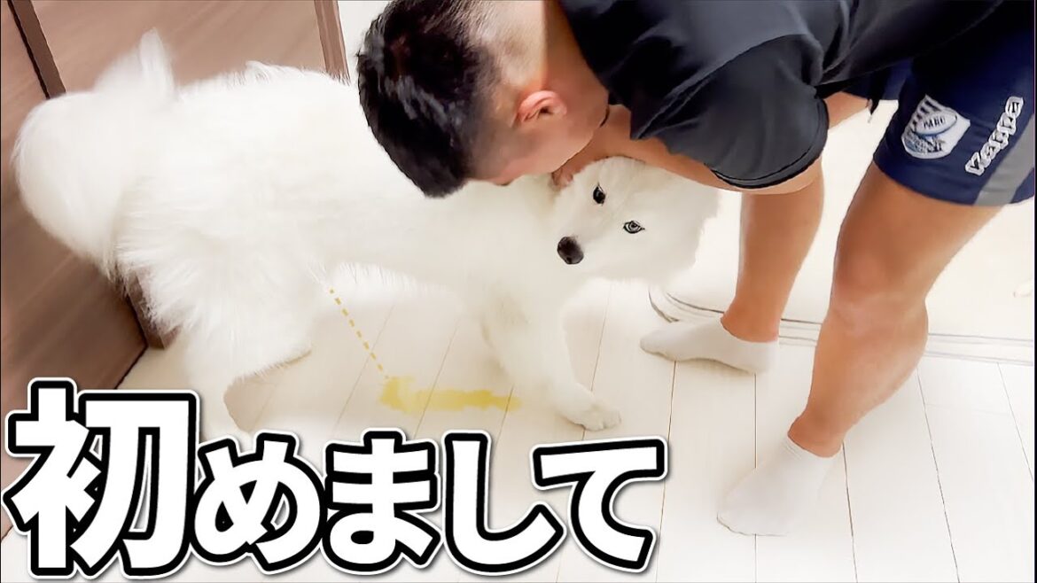 来客に”うれしょん”で挨拶するサモエド犬。この子なりのご挨拶…。