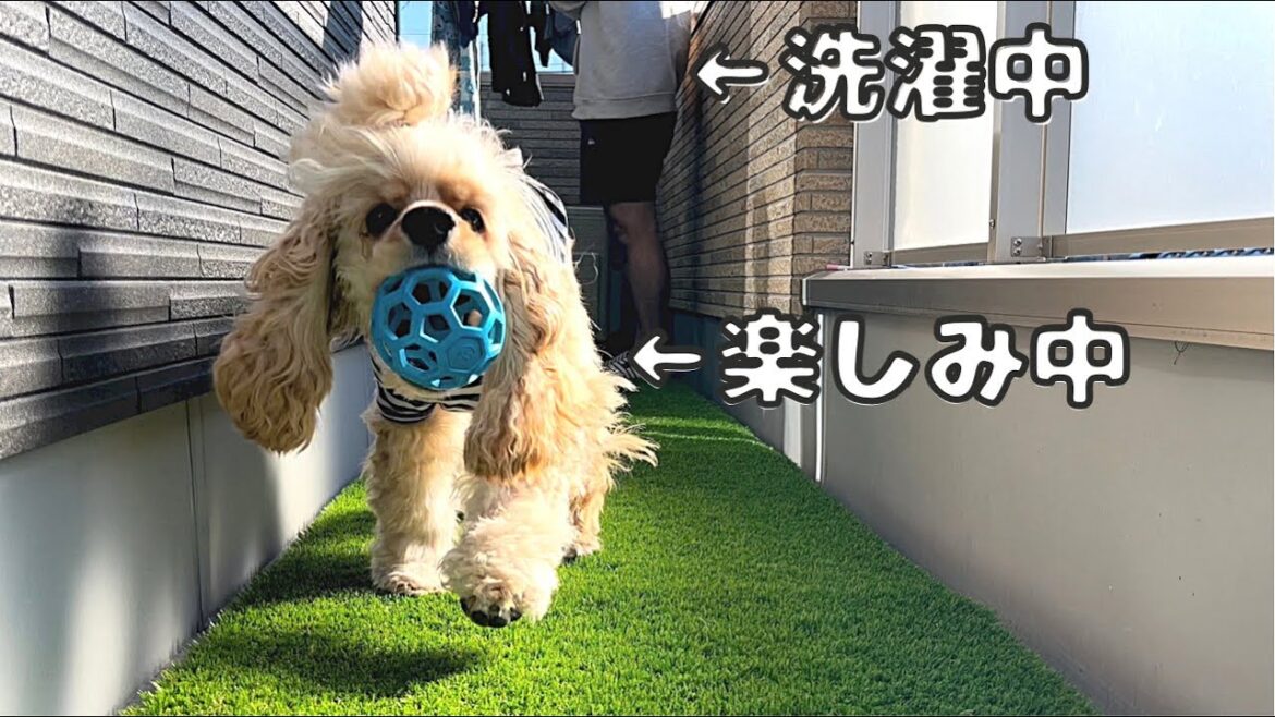 【日常ルーティン】ぽてはお洗濯が大好きです。［アメリカンコッカースパニエル］