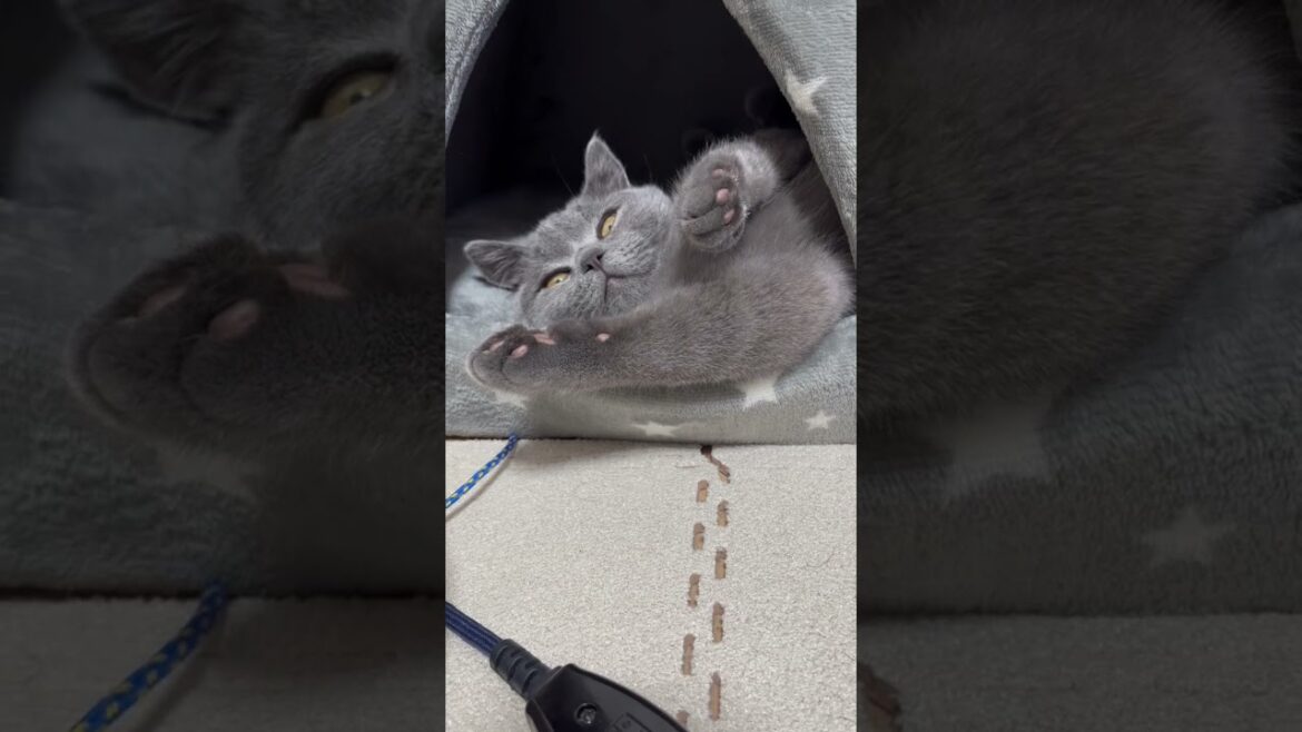 イヤだったらしい。#shorts #ねこ #猫 #ブリティッシュショートヘア