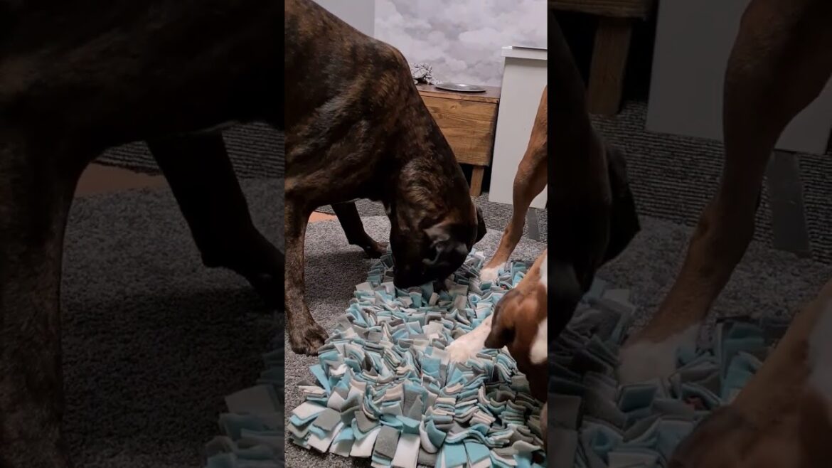 Great Mind And Nose Work: Boxers Searching For Hidden Treats! 😍